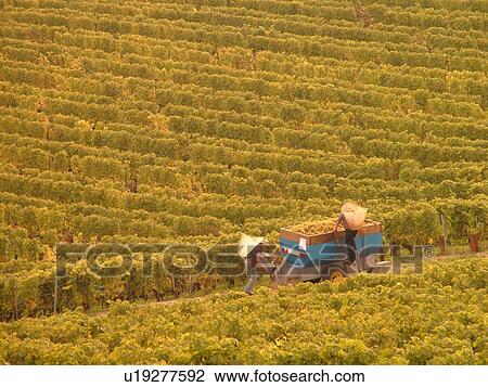 Switzerland, Europe, Vaud, Mont-Sur-Rolle, La Cote, wine harvest, vineyards View Large Photo Image Stock Image - Switzerland, Europe, Vaud, Mont-Sur-Rolle, La Cote, wine harvest, vineyards. Fotosearch