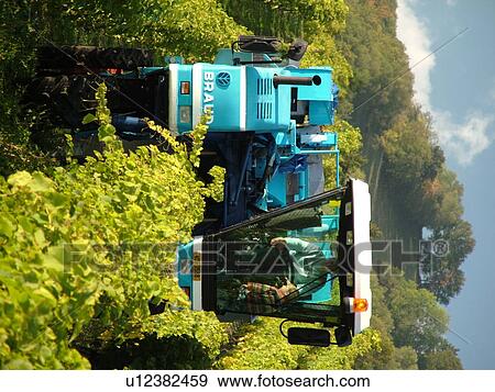 Switzerland, Europe, Vaud, Mont-Sur-Rolle, La Cote, wine harvest, vineyards, grape collection machine View Large Photo Image Stock Photo - Switzerland, Europe, Vaud, Mont-Sur-Rolle, La Cote, wine harvest, vineyards, grape collection machine. Fotosearch