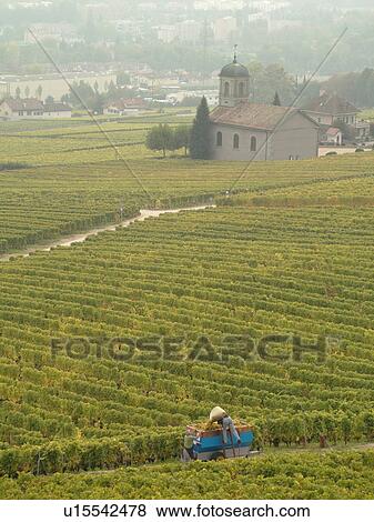 Stock Photo -  Switzerland, Europe, Vaud, Mont-Sur-Rolle, La Cote, wine harvest, vineyards. Fotosearch