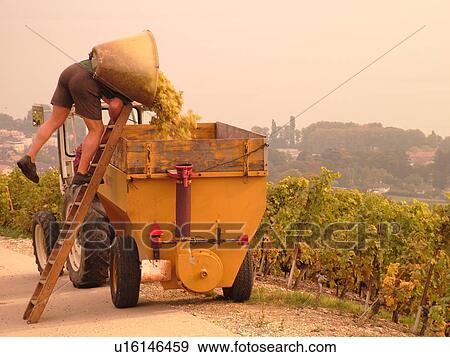 Switzerland, Europe, Vaud, Mont-Sur-Rolle, La Cote, wine harvest, vineyards, man dumping grapes into a container View Large Photo Image Stock Photo - Switzerland, Europe, Vaud, Mont-Sur-Rolle, La Cote, wine harvest, vineyards, man dumping grapes into a container. Fotosearch