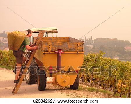 Switzerland, Europe, Vaud, Mont-Sur-Rolle, La Cote, wine harvest, vineyards View Large Photo Image Stock Photo - Switzerland, Europe, Vaud, Mont-Sur-Rolle, La Cote, wine harvest, vineyards. Fotosearch