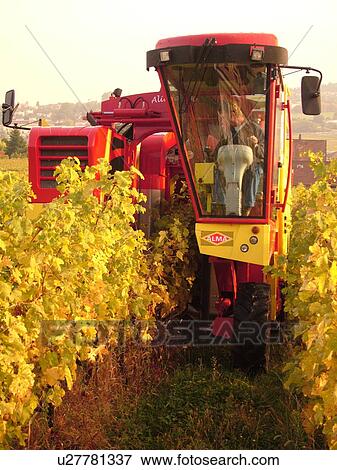 Switzerland, Europe, Vaud, Mont-Sur-Rolle, La Cote, wine harvest, vineyards, grape collection machine View Large Photo Image Stock Photo - Switzerland, Europe, Vaud, Mont-Sur-Rolle, La Cote, wine harvest, vineyards, grape collection machine. Fotosearch