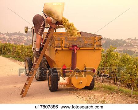 Stock Photograph -  Switzerland, Europe, Vaud, Mont-Sur-Rolle, La Cote, wine harvest, vineyards, man dumping grapes into a container. Fotosearch
