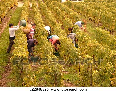 Stock Photography -  Switzerland, Europe, Vaud, Mont-Sur-Rolle, La Cote, wine harvest, vineyards. Fotosearch