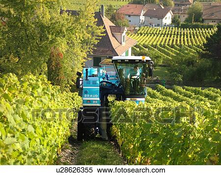 Switzerland, Europe, Vaud, Mont-Sur-Rolle, La Cote, wine harvest, vineyards, grape collection machine View Large Photo Image Stock Photography - Switzerland, Europe, Vaud, Mont-Sur-Rolle, La Cote, wine harvest, vineyards, grape collection machine. Fotosearch