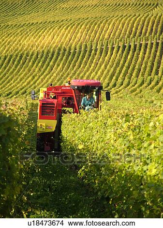 Switzerland, Europe, Vaud, Tartegnin, La Cote, wine harvest, vineyards, grape collection machine View Large Photo Image Picture - Switzerland, Europe, Vaud, Tartegnin, La Cote, wine harvest, vineyards, grape collection machine. Fotosearch