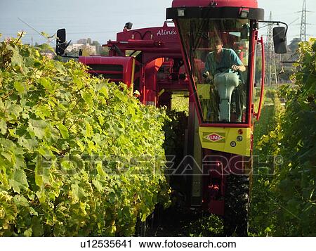 Stock Image -  Switzerland, Europe, Vaud, Tartegnin, La Cote, wine harvest, vineyards, grape collection machine. Fotosearch