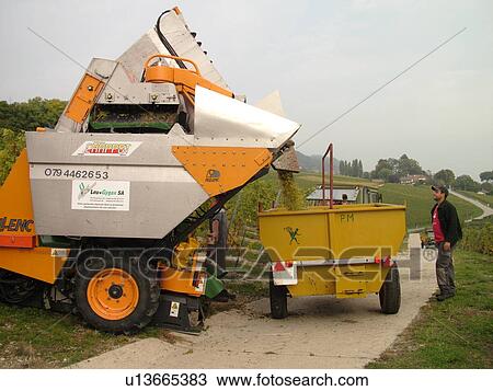 Stock Image -  Switzerland, Europe, Vaud, Tartegnin, La Cote, wine harvest, vineyards, grape collection machine, dumping grapes into wagon. Fotosearch
