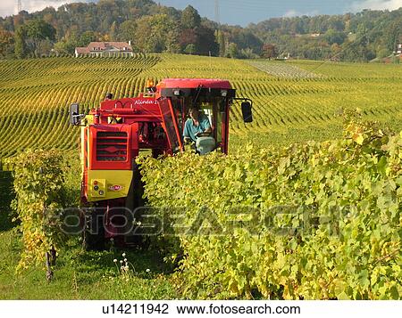 Switzerland, Europe, Vaud, Tartegnin, La Cote, wine harvest, vineyards, grape collection machine View Large Photo Image Stock Image - Switzerland, Europe, Vaud, Tartegnin, La Cote, wine harvest, vineyards, grape collection machine. Fotosearch