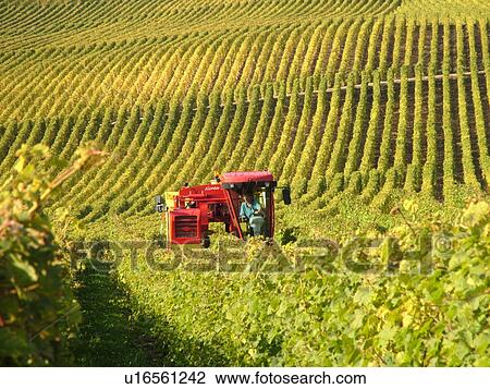Switzerland, Europe, Vaud, Tartegnin, La Cote, wine harvest, vineyards, grape collection machine View Large Photo Image Stock Image - Switzerland, Europe, Vaud, Tartegnin, La Cote, wine harvest, vineyards, grape collection machine. Fotosearch