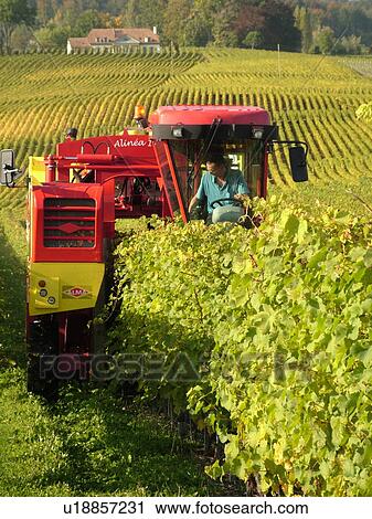 Stock Image -  Switzerland, Europe, Vaud, Tartegnin, La Cote, wine harvest, vineyards, grape collection machine. Fotosearch