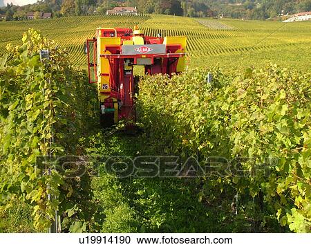 Stock Image -  Switzerland, Europe, Vaud, Tartegnin, La Cote, wine harvest, vineyards, grape collection machine. Fotosearch