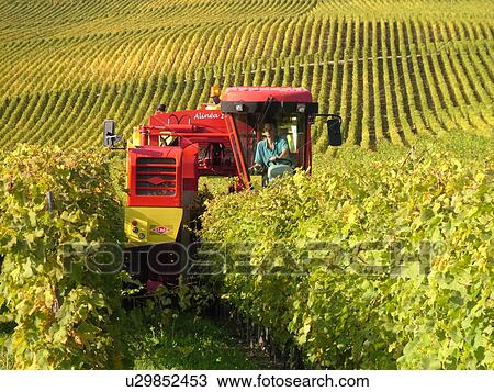 Stock Image -  Switzerland, Europe, Vaud, Tartegnin, La Cote, wine harvest, vineyards, grape collection machine. Fotosearch