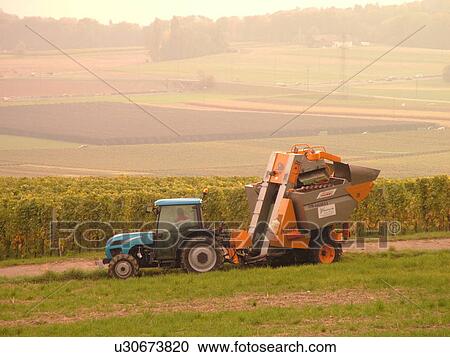 Switzerland, Europe, Vaud, Tartegnin, La Cote, wine harvest, vineyards, grape collection machine View Large Photo Image Stock Image - Switzerland, Europe, Vaud, Tartegnin, La Cote, wine harvest, vineyards, grape collection machine. Fotosearch