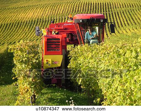 Stock Photo -  Switzerland, Europe, Vaud, Tartegnin, La Cote, wine harvest, vineyards, grape collection machine. Fotosearch