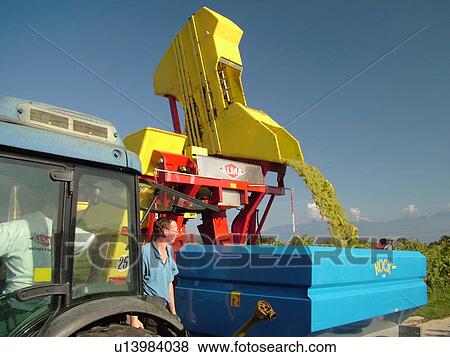 Switzerland, Europe, Vaud, Tartegnin, La Cote, wine harvest, vineyards, tractor, dumping grapes into a large container View Large Photo Image Stock Photo - Switzerland, Europe, Vaud, Tartegnin, La Cote, wine harvest, vineyards, tractor, dumping grapes into a large container. Fotosearch