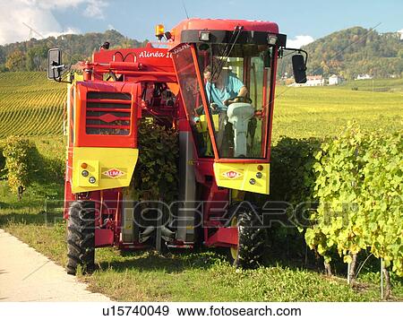 Switzerland, Europe, Vaud, Tartegnin, La Cote, wine harvest, vineyards, grape collection machine View Large Photo Image Stock Photo - Switzerland, Europe, Vaud, Tartegnin, La Cote, wine harvest, vineyards, grape collection machine. Fotosearch