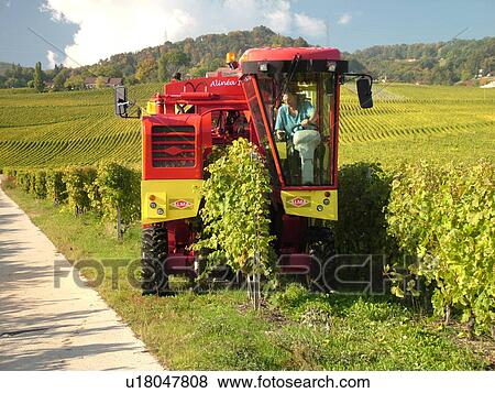 Stock Photo -  Switzerland, Europe, Vaud, Tartegnin, La Cote, wine harvest, vineyards, grape collection machine. Fotosearch