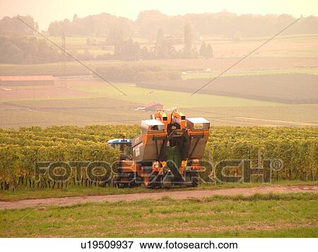 Switzerland, Europe, Vaud, Tartegnin, La Cote, wine harvest, vineyards, grape collection machine View Large Photo Image Stock Photo - Switzerland, Europe, Vaud, Tartegnin, La Cote, wine harvest, vineyards, grape collection machine. Fotosearch