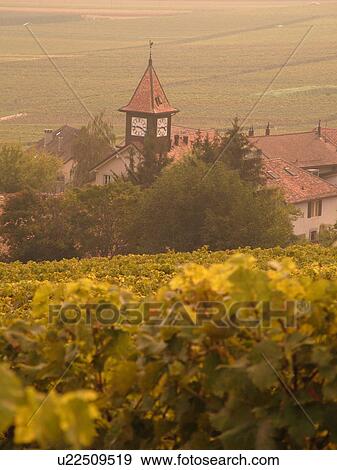 Switzerland, Europe, Vaud, Tartegnin, La Cote, vineyards View Large Photo Image Stock Photo - Switzerland, Europe, Vaud, Tartegnin, La Cote, vineyards. Fotosearch