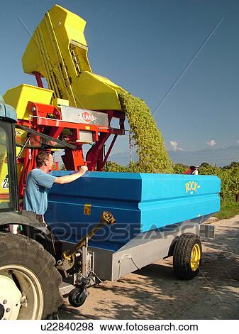 Switzerland, Europe, Vaud, Tartegnin, La Cote, wine harvest, vineyards, tractor, dumping grapes into a large container View Large Photo Image Stock Photo - Switzerland, Europe, Vaud, Tartegnin, La Cote, wine harvest, vineyards, tractor, dumping grapes into a large container. Fotosearch