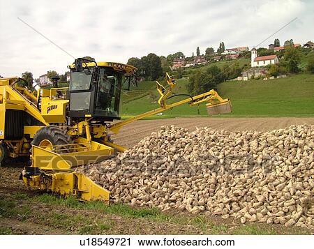 Stock Image -  Switzerland, Europe, Vaud, Vallamand, sugar beet harvest, farming. Fotosearch
