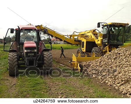 Switzerland, Europe, Vaud, Vallamand, sugar beet harvest, farming View Large Photo Image Stock Photo - Switzerland, Europe, Vaud, Vallamand, sugar beet harvest, farming. Fotosearch