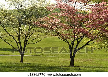 Valley Forge, PA, Pennsylvania, Valley Forge National Historical Park, Pink and White Dogwood Trees View Large Photo Image Stock Image - Valley Forge, PA, Pennsylvania, Valley Forge National Historical Park, Pink and White Dogwood Trees. Fotosearch
