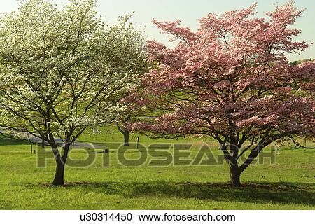 Stock Image -  Valley Forge, PA, Pennsylvania, Valley Forge National Historical Park, Pink and White Dogwood Trees. Fotosearch