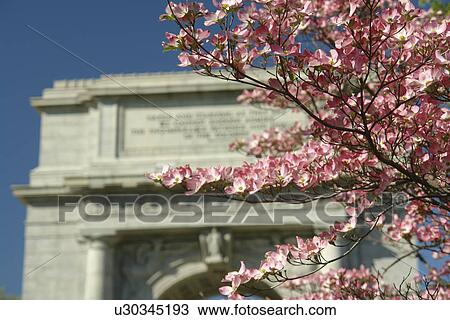 Stock Image -  Valley Forge, PA, Pennsylvania, Valley Forge National Historical Park, National Memorial Arch, Pink Dogwood Trees. Fotosearch