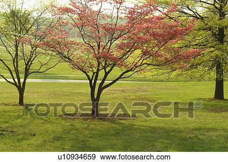 Valley Forge, PA, Pennsylvania, Valley Forge National Historical Park, Dogwood Trees View Large Photo Image Stock Photo - Valley Forge, PA, Pennsylvania, Valley Forge National Historical Park, Dogwood Trees. Fotosearch