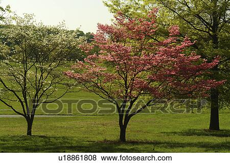 Valley Forge Pa Pennsylvania National Historical Park Pink And White Dogwood Trees Stock Photo Valley Forge Pa Pennsylvania National Historical Park Pink And White Dogwood Trees Stock Photo
