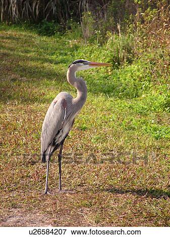 Stock Photo -  Venice, FL, Florida, Englewood, Venice Area Audubon Rookery, Great Blue Heron, ardea herodias. Fotosearch