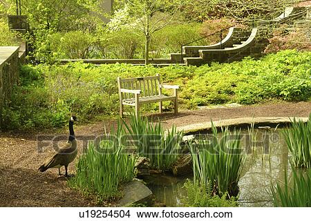 Picture -  Wilmington, DE, Delaware, Brandywine River Valley, Winterthur, an American Country Estate, Museum and County Estates, former home of Henry Francis du Pont, garden, pool, Canadian Goose. Fotosearch