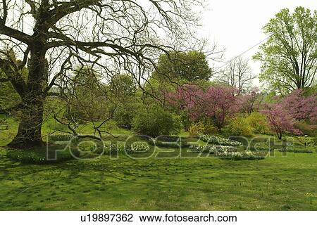 Stock Image -  Wilmington, DE, Delaware, Brandywine River Valley, Winterthur, an American Country Estate, Museum and County Estates, former home of Henry Francis du Pont, natural garden. Fotosearch