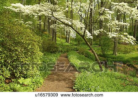 Stock Photo -  Wilmington, DE, Delaware, Brandywine River Valley, Winterthur, an American Country Estate, Museum and County Estates, former home of Henry Francis du Pont, garden, nature trail, white dogwood trees. Fotosearch
