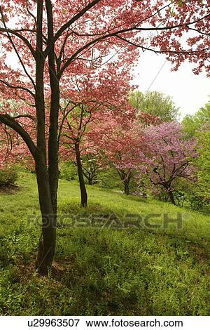 Stock Photo -  Wilmington, DE, Delaware, Brandywine River Valley, Winterthur, an American Country Estate, Museum and County Estates, former home of Henry Francis du Pont, natural garden, pink Dogwood Trees. Fotosearch