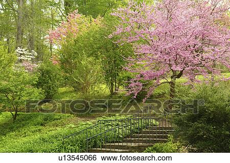 Stock Photograph -  Wilmington, DE, Delaware, Brandywine River Valley, Winterthur, an American Country Estate, Museum and County Estates, former home of Henry Francis du Pont, natural garden. Fotosearch