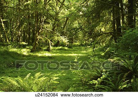 オリンピック 国立公園 Wa ワシントン オリンピック 半島 Quinault 熱帯雨林 かえで 林間の空き地 自然 道 Quinalt 川 レーンジャー 駅 ピクチャー U Fotosearch