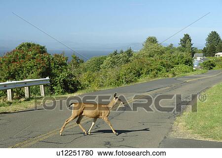 Stock Image -  Astoria, OR, Oregon, Pacific Ocean, Pacific Coast Scenic Byway, Rt Route, Highway 101, Columbia River, deer crossing road. Fotosearch