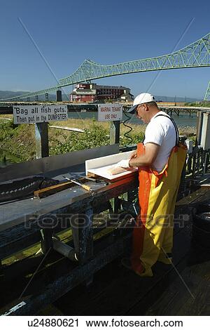Stock Image -  Astoria, OR, Oregon, Pacific Ocean, Pacific Coast Scenic Byway, Rt Route, Highway 101, Columbia River, Riverfront, marina, fisherman, cleaning fish. Fotosearch