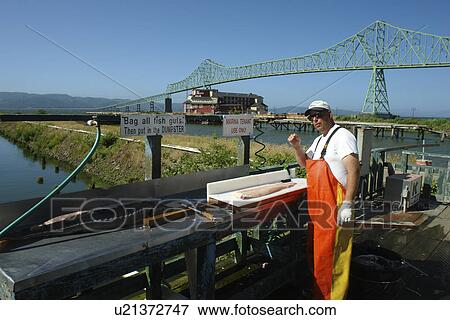 Astoria, OR, Oregon, Pacific Ocean, Pacific Coast Scenic Byway, Rt Route, Highway 101, Columbia River, Riverfront, marina, fisherman, cleaning fish View Large Photo Image Stock Photo - Astoria, OR, Oregon, Pacific Ocean, Pacific Coast Scenic Byway, Rt Route, Highway 101, Columbia River, Riverfront, marina, fisherman, cleaning fish. Fotosearch