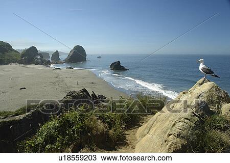 Brookings, OR, Oregon, Pacific Ocean, Pacific Coast Scenic Byway, Rt Route, Highway 101, Harris Beach State Park, overlook, Sea Stacks, sea gulls View Large Photo Image Stock Image - Brookings, OR, Oregon, Pacific Ocean, Pacific Coast Scenic Byway, Rt Route, Highway 101, Harris Beach State Park, overlook, Sea Stacks, sea gulls. Fotosearch