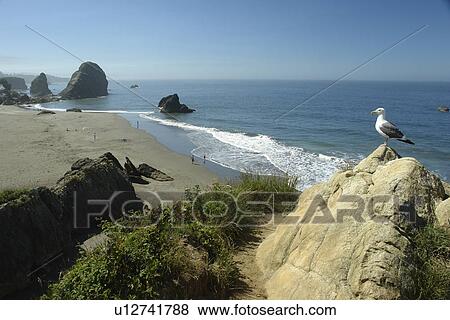 Stock Photo -  Brookings, OR, Oregon, Pacific Ocean, Pacific Coast Scenic Byway, Rt Route, Highway 101, Harris Beach State Park, overlook, Sea Stacks, sea gulls. Fotosearch