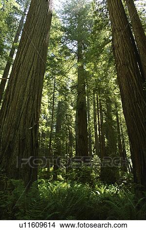 Picture -  CA, California, Pacific Ocean, Redwood National and State Parks, Prairie Creek Redwoods State Park. Fotosearch