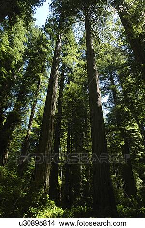 Picture -  CA, California, Pacific Ocean, Redwood National and State Parks, Prairie Creek Redwoods State Park. Fotosearch