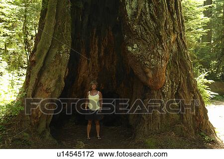 CA, California, Pacific Ocean, Redwood National and State Parks, Prairie Creek Redwoods State Park, woman stands inside a hollow redwood tree View Large Photo Image Stock Image - CA, California, Pacific Ocean, Redwood National and State Parks, Prairie Creek Redwoods State Park, woman stands inside a hollow redwood tree. Fotosearch