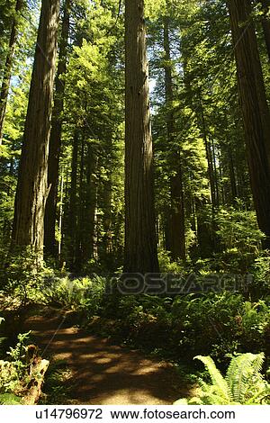 CA, California, Pacific Ocean, Redwood National and State Parks, Prairie Creek Redwoods State Park View Large Photo Image Stock Image - CA, California, Pacific Ocean, Redwood National and State Parks, Prairie Creek Redwoods State Park. Fotosearch