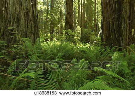 Stock Image -  CA, California, Pacific Ocean, Redwood National and State Parks, Prairie Creek Redwoods State Park. Fotosearch