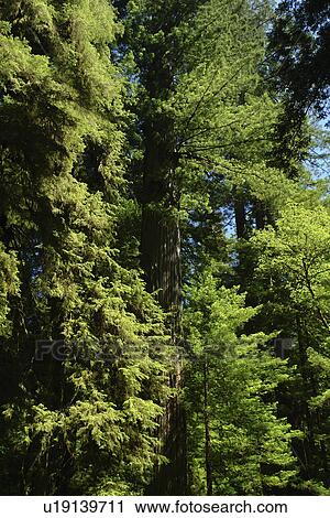 CA, California, Pacific Ocean, Redwood National and State Parks, Prairie Creek Redwoods State Park View Large Photo Image Stock Image - CA, California, Pacific Ocean, Redwood National and State Parks, Prairie Creek Redwoods State Park. Fotosearch